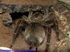 Theraphosa leblondi